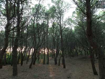 Balzano all'occhio anche esemplari di pino domestico, tamerice e acacia, oltre a piante di  lentisco, rosmarino, mirto, ginepro, alaterno e fillirea